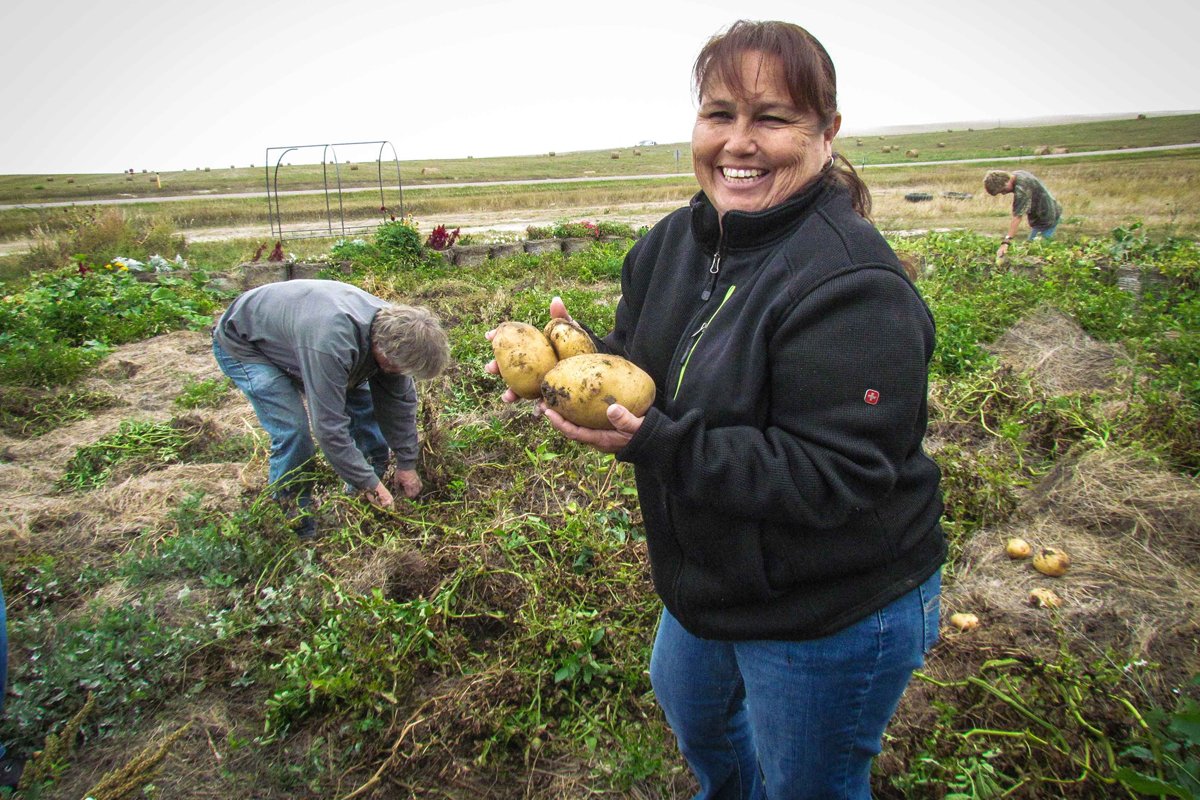 Rose Fraser harvesting potatoes in a garden on the Pine Ridge Reservation. (Photo courtesy of the Oyate Teca Project)