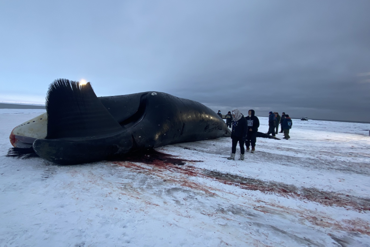 A bowhead whale caught in September 2021, during the fall whaling season, in Utqiagvik. (Photo courtesy of Mary Lum Patkotak)