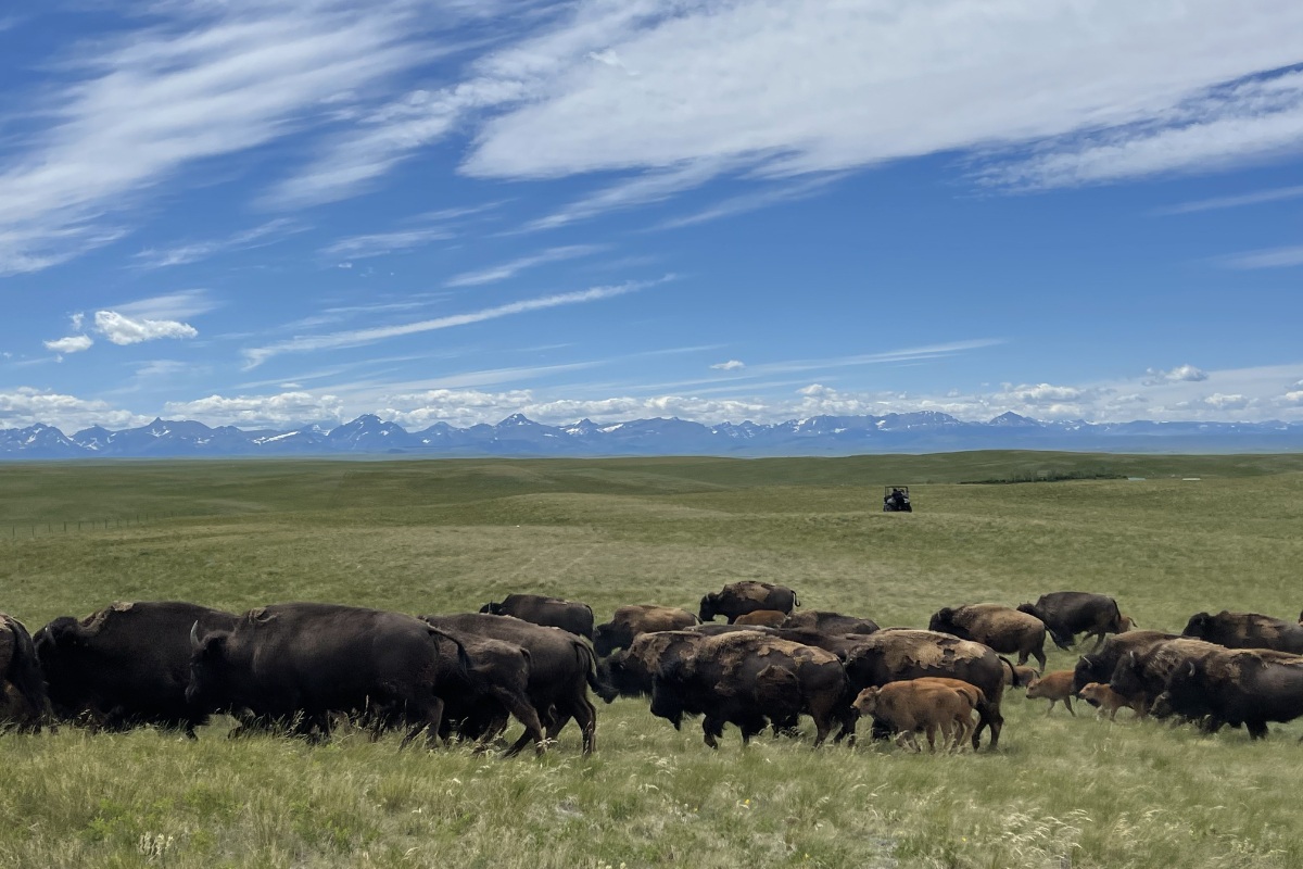 A tribal bison herd moving to their summer pasture in northern Montana. Bison were reintroduced to the Blackfeet Nation starting in the 1990s. (Photo credit: Latrice Tatsey)