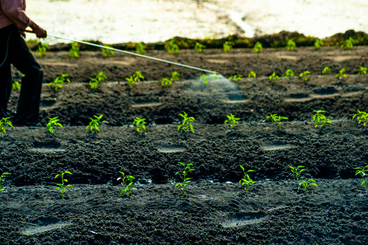 spraying pesticides