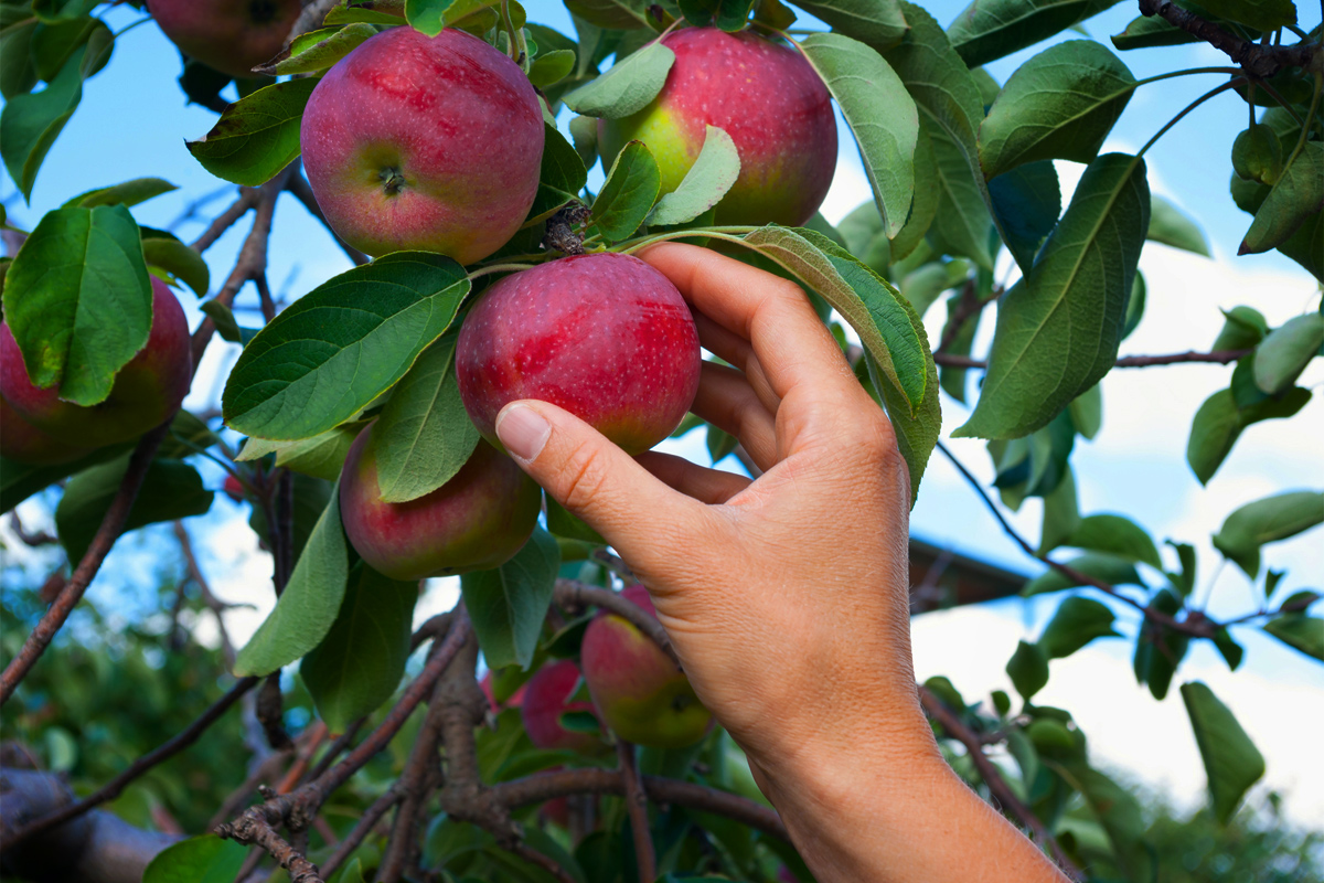 picking apples no pesticides