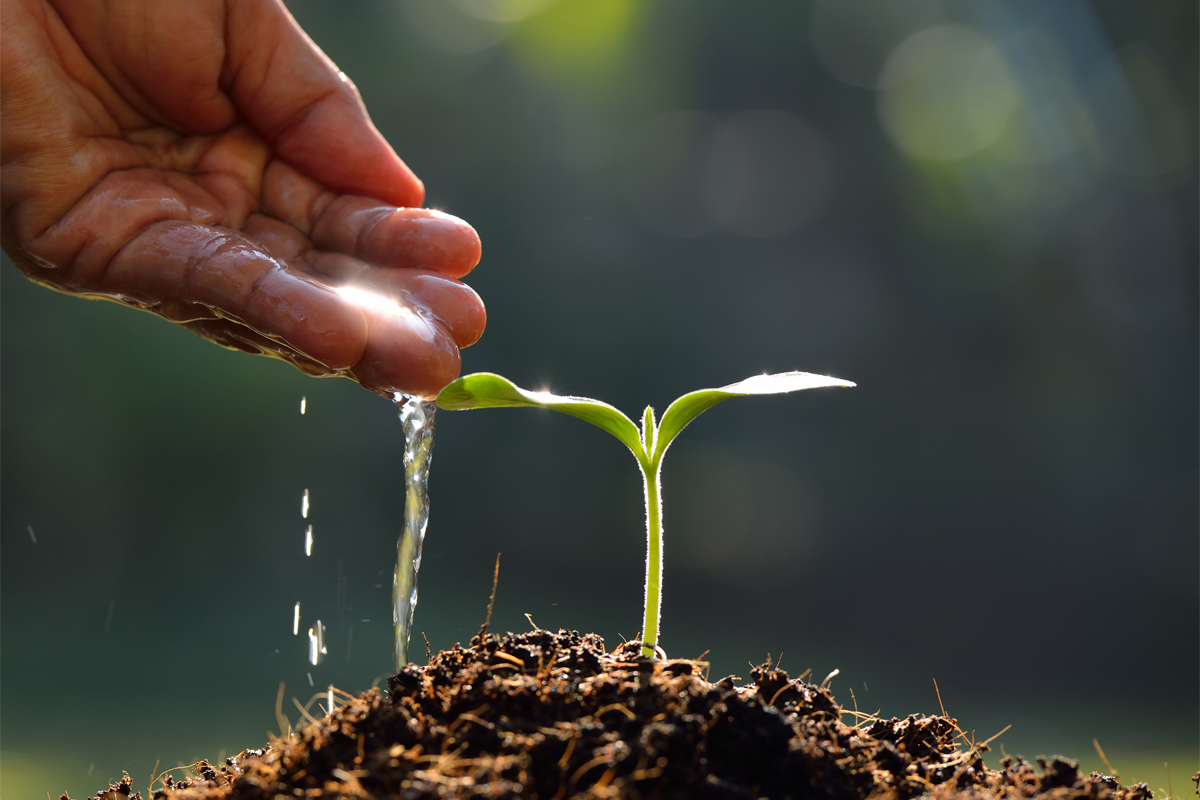 watering a seedling