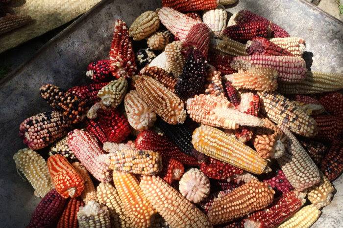 Examples of Ixtenco, Tlaxcala’s extensive landrace corn varietals at the home of Cornelio Hernández Rojas. (Photo credit: Venetia Thompson)