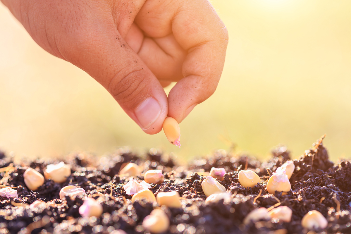 seed coatings on corn seeds