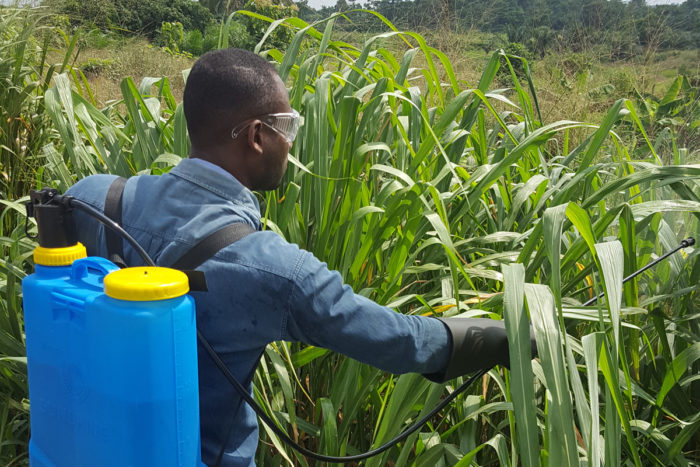 Field test-spraying of glyphosate in Ghana. (Photo credit: Boasiedu)