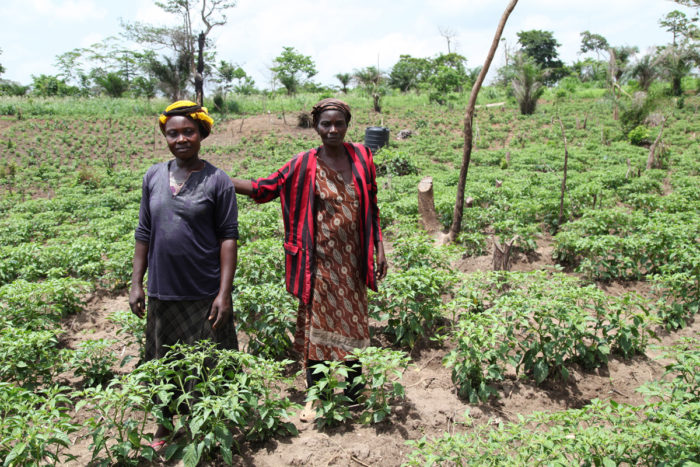 Members of Abrono Organic Farming Project (ABOFAP) in their organic chilli farm. Near Techiman, Ghana (Photo CC-licensed by Global Justice Now)