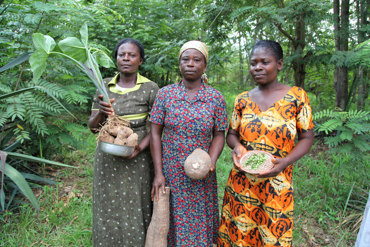 Women from the Abrono Organic Farming Project (ABOFAP) showcase their seeds. Near Techiman, Ghana (Photo CC-licensed by Global Justice Now)