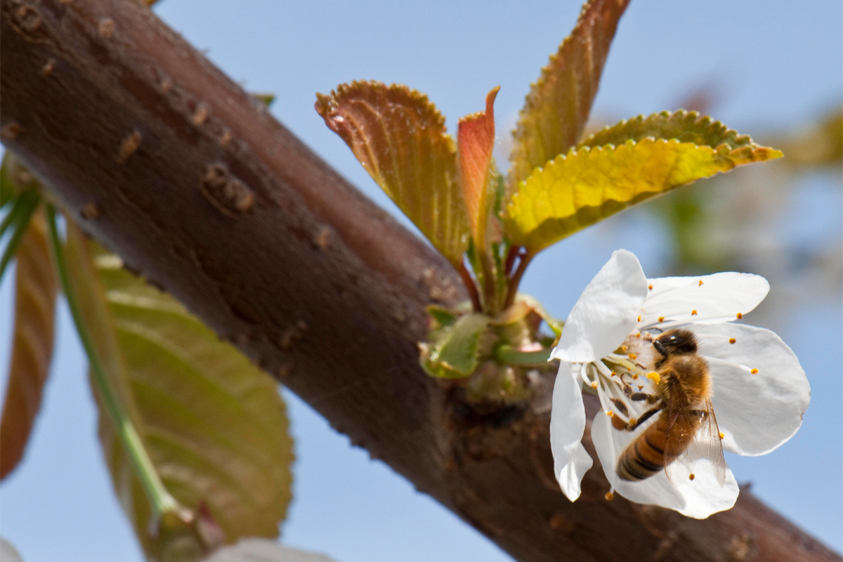 Honeybee pollinating a cherry orchard. (Photo CC-licensed by the Oregon Department of Agriculture)