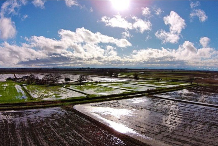 Massa Organics' rice fields after a winter rain.