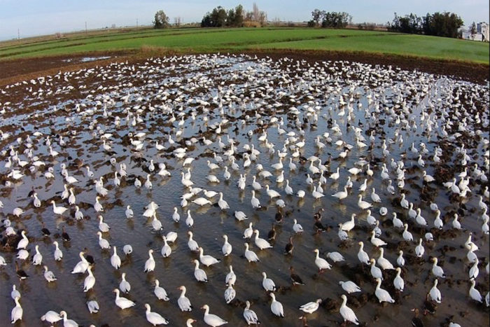 Snow geese spend a winter morning on the farm in this photo from a drone flying over Massa's fields.