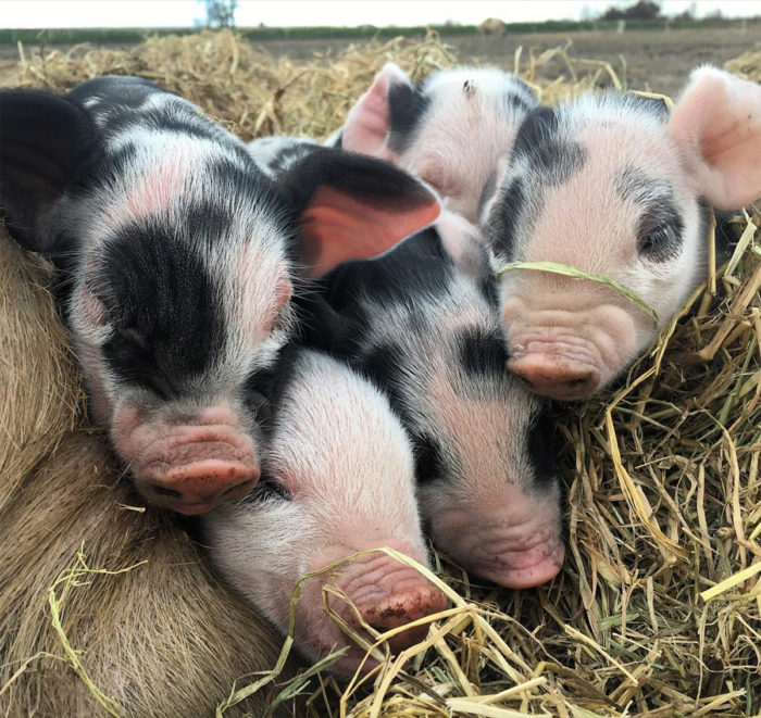 Some of Massa Organics' piglets.