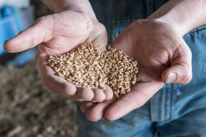 Will Glazik with some wheat the family grows on their farm near Paxton, IL on Friday, April 13, 2018. (Photo by Darrell Hoemann/The Midwest Center for Investigative Reporting)