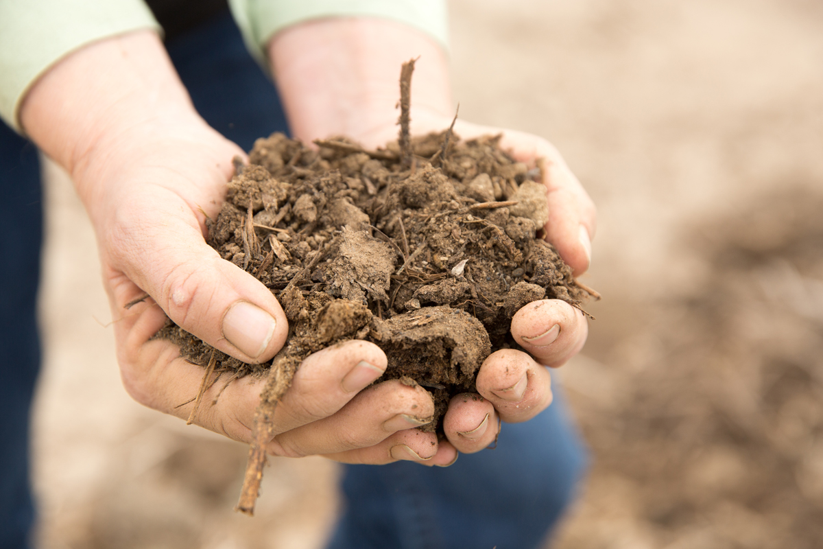 Healthy soils at Bare Ranch. (Photo credit: Paige Green)