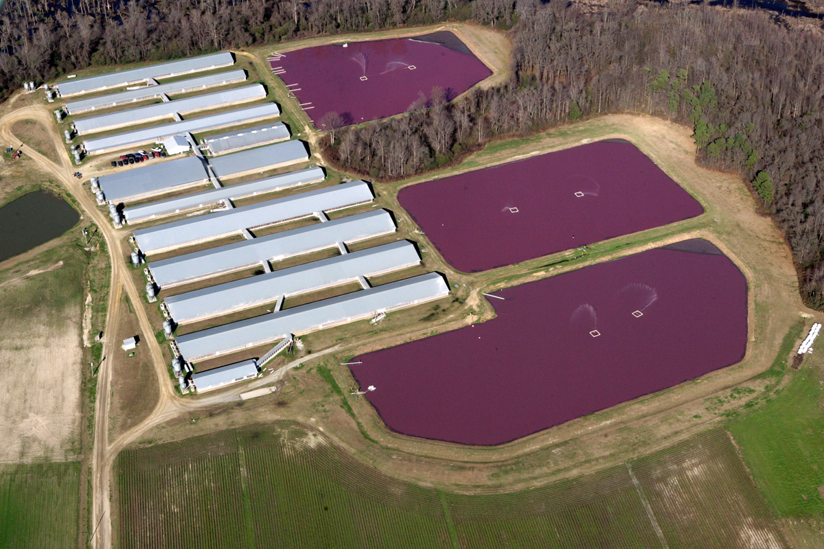 A North Carolina hog CAFO and its waste lagoons. (Photo courtesy of Waterkeeper Alliance)