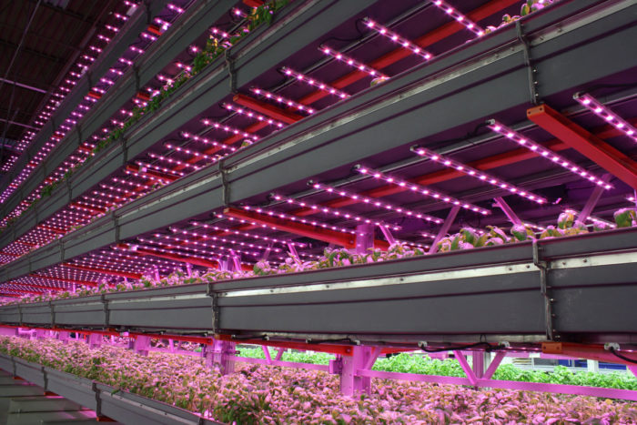 An indoor farming operation. (Photo courtesy of Agritecture)