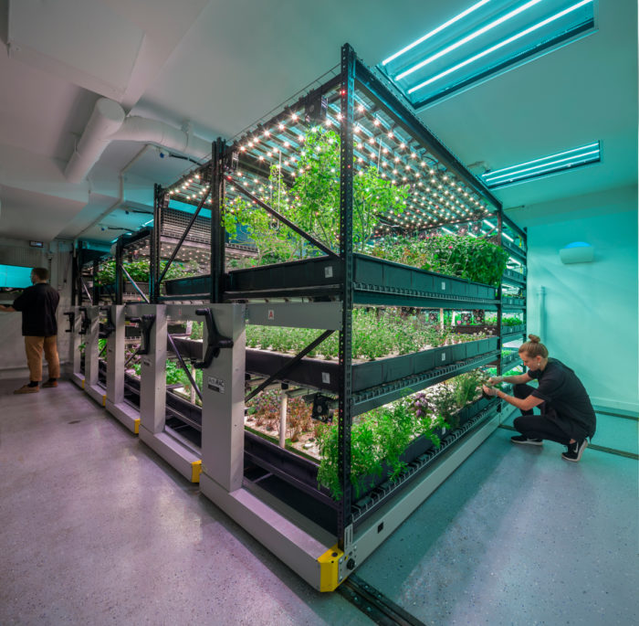 A farm.one indoor farming operation. (Photo courtesy of farm.one)