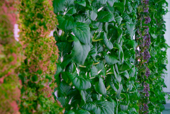 Vertically farmed crops growing. Photo courtesy of Plenty.