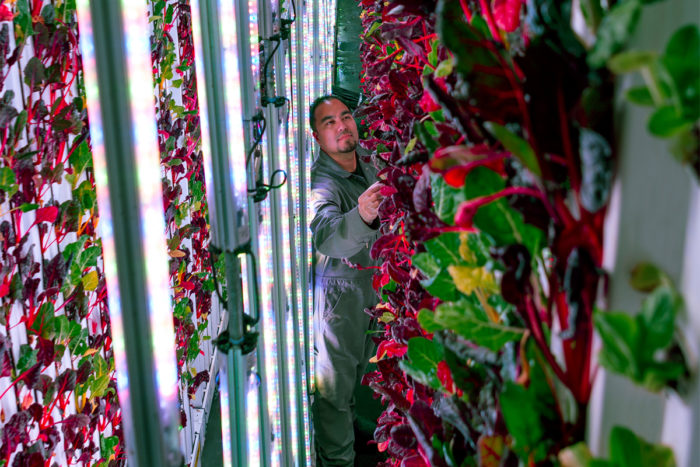 Vertical farming operation. Photo courtesy of Plenty