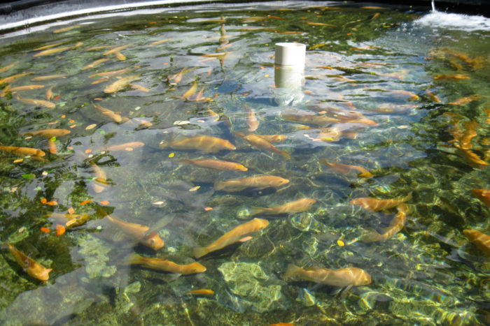 A land-based aquaculture pen. (Photo CC-licensed by Bytemarks)