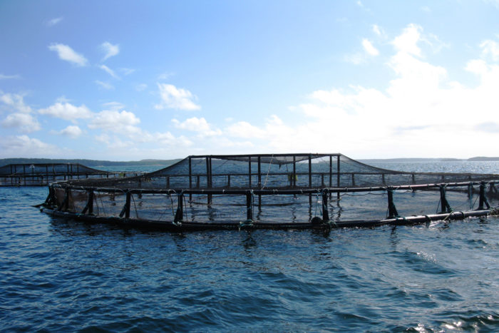 An aquaculture pen off the coast of Maine. (Photo by NOAA