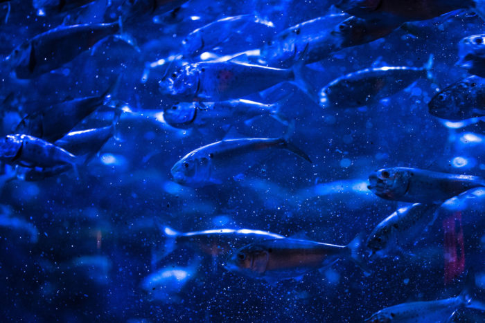 A school of menhaden. (Photo CC-licensed by Icewall42)