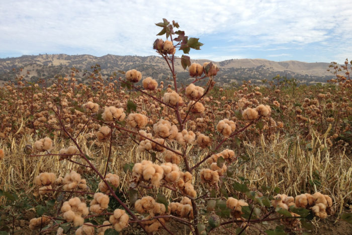 Brown cotton growing at Viriditas Farm. (Photo © Sally Fox)