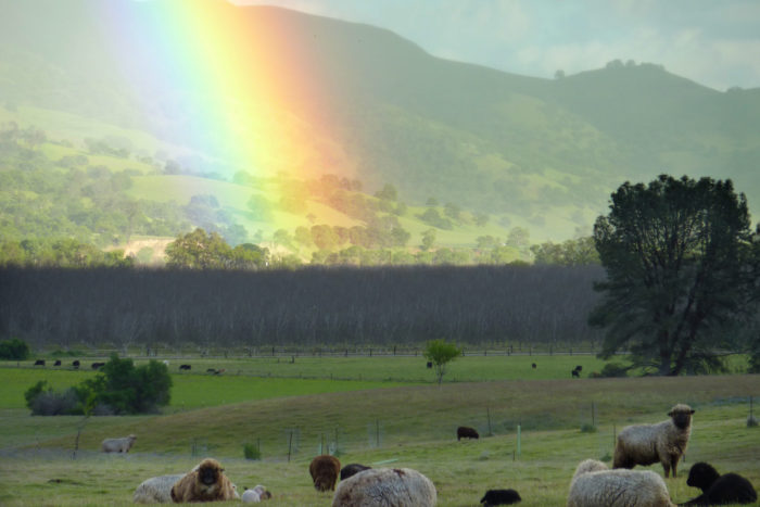 Some of Sally Fox's Merino sheep. (Photo © Sally Fox)