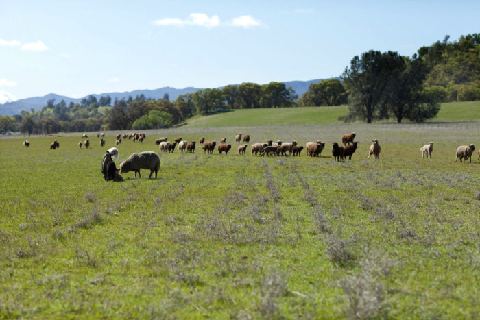 Sally Fox with her sheep in the field. Photo © Paige Green