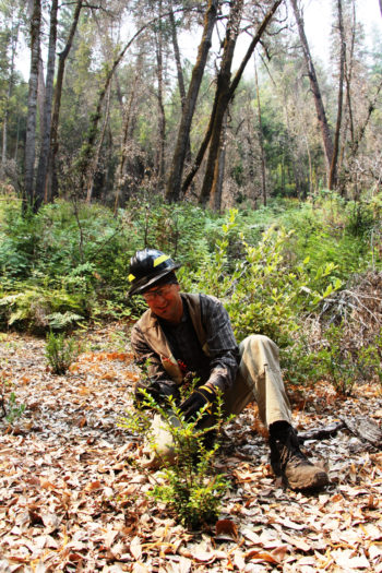 It's the start of huckleberry season for Frank Lake, a PhD research ecologist with the U.S. Forest Service and a Karuk descendant.