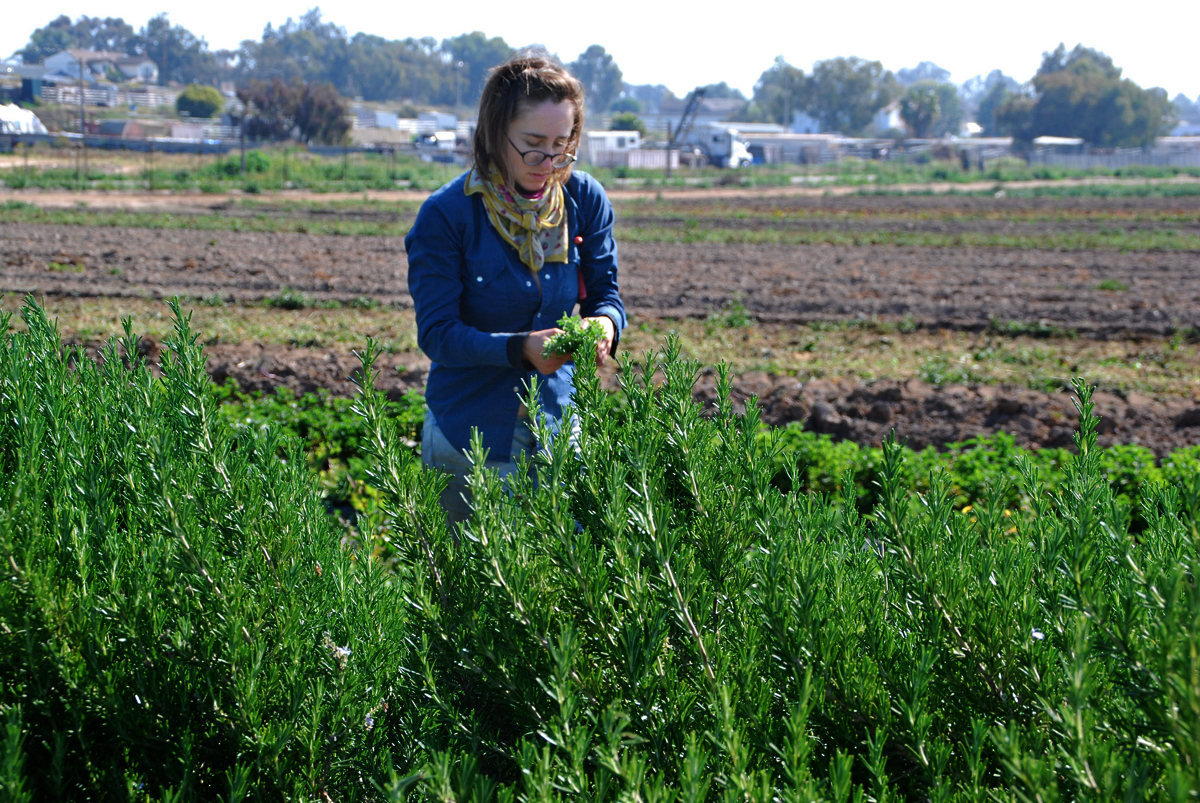 A farmer picking herbs at Suzie's Farm in San Diego