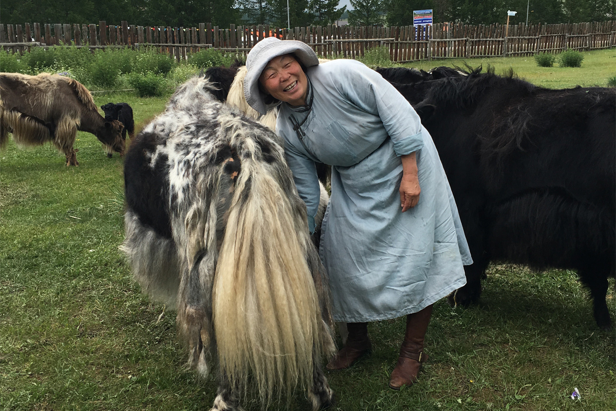 Milking cows in Mongolia. (Photo courtesy of the Khovsgol Dairy Project)