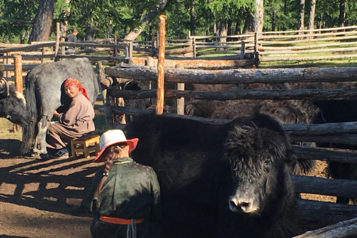 Milking cows in Mongolia. (Photo courtesy of the Khovsgol Dairy Project)