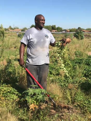 Darren Chapman harvesting sweet potatoes.