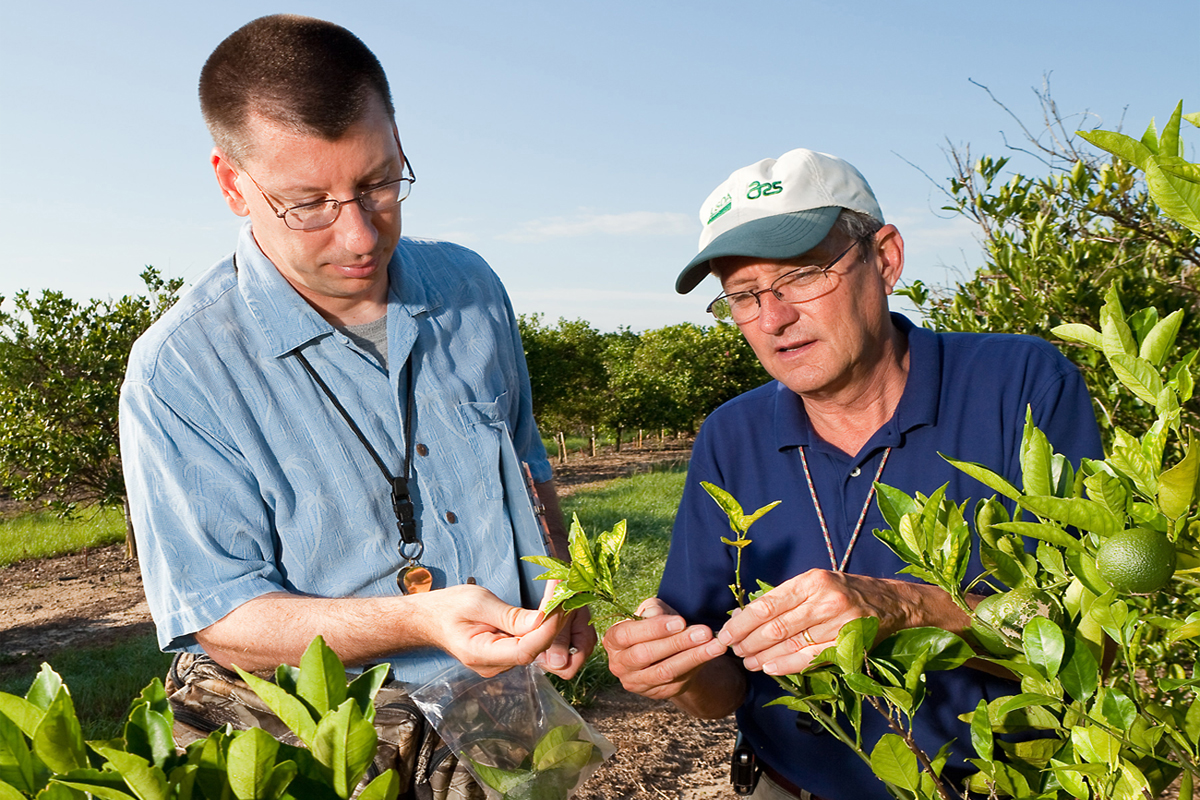 USDA Agriculture Research Service entomologists inspect Florida orange trees for Asian citrus psyllids. (USDA photo by Stephen Ausmus.)