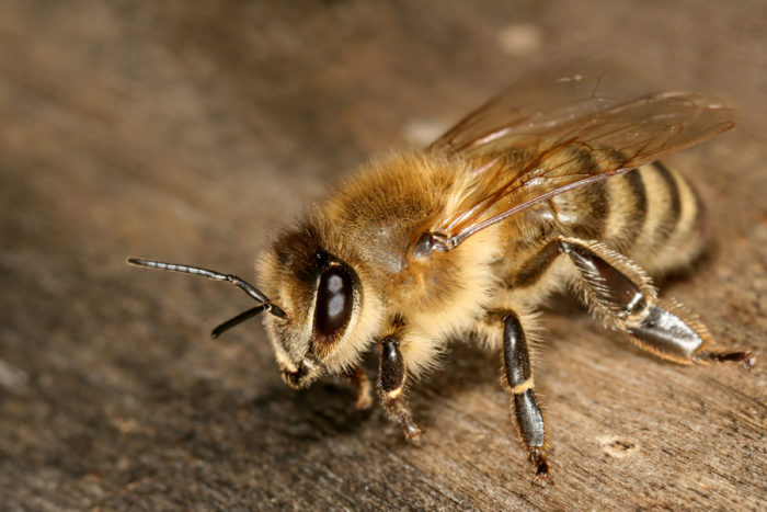 A Carniolan honey bee. (Photo CC-licensed by Richard Bartz)