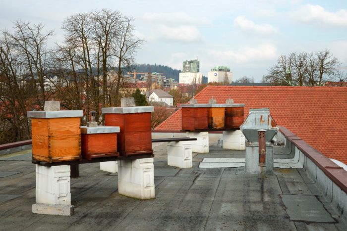 Beehives are set up on the roof of the urban planning institute of the Republic of Slovenia (UIRS).