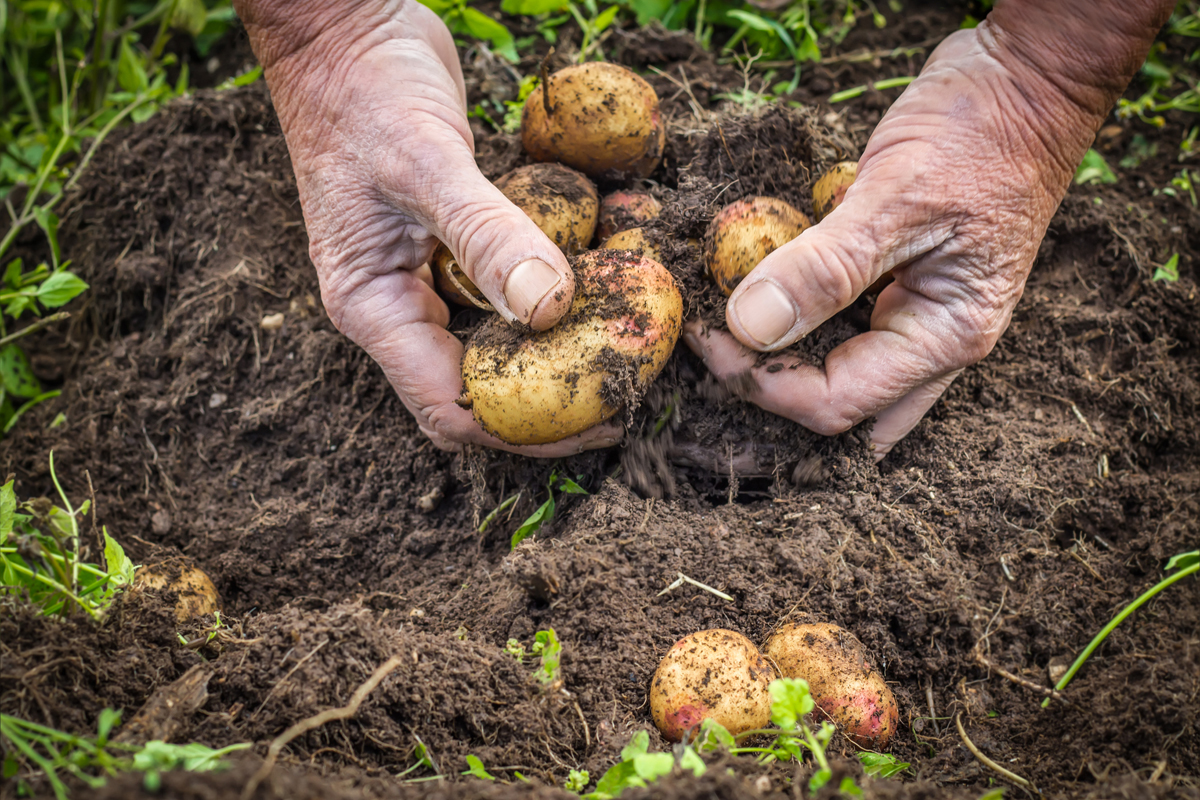 hands digging up potatoes from healthy soil