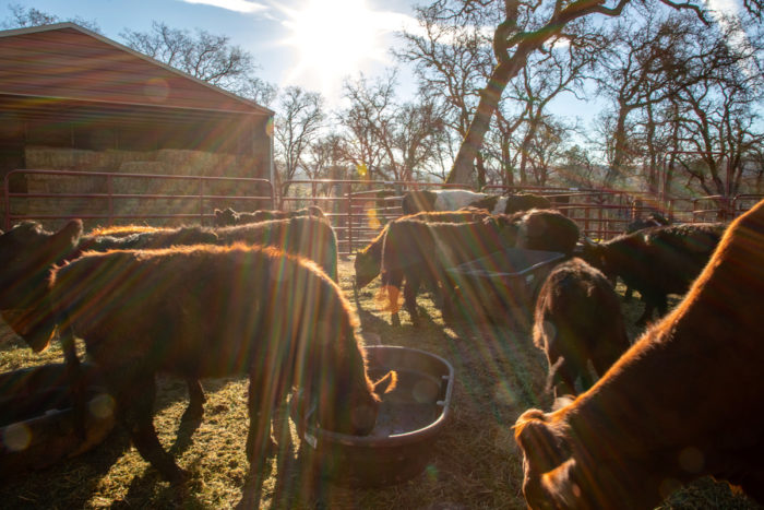 The cows chow down on breakfast before being released to the hillside pasture.