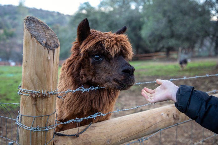 Clara Abrahams points out an alpaca as she leads a Sunday morning tour around the farm.