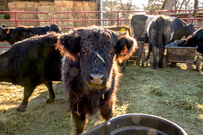 Cattle like “Captain” have their names printed on ear tags, but the Abrahams family knows all of the animals on sight.