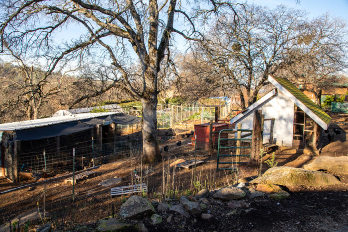 Free-range chickens spend the night in airy chicken coops (left) and lay their eggs in cozy red sheds (center), where they feel safe from predators.