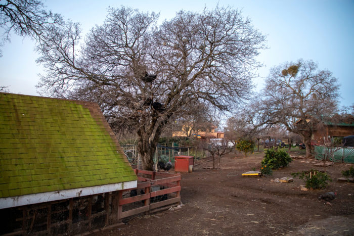 Roosters greet the new day from a tree at Long Dream Farm.