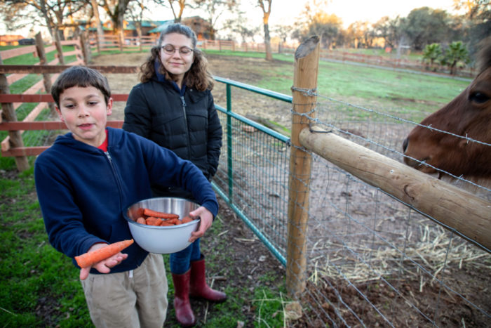 Fredrich and Clara Abrahams hand out carrots so the farm’s tour group can feed the horses and alpaca.