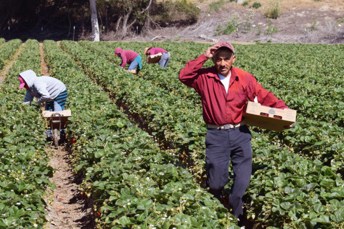 Seasonal farm workers pick and package strawberries in Salinas, Calif.