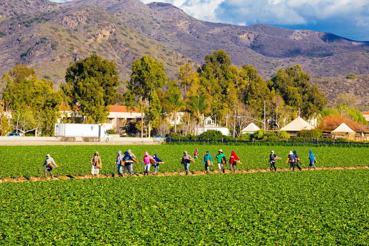 Agriculture workers pick strawberries from a produce farm in Camarillo, Calif.