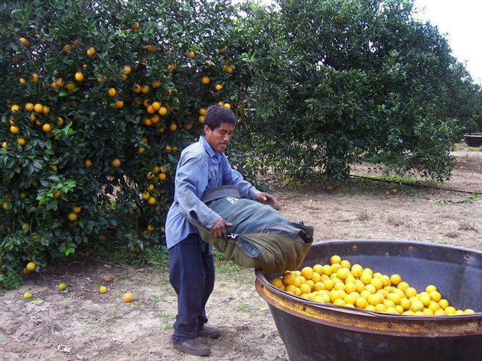 A farmworker picking citrus in Florida. (Photo courtesy of Nano Riley)