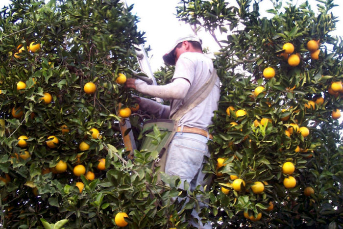 A farmworker picking citrus in Florida. (Photo courtesy of Nano Riley)