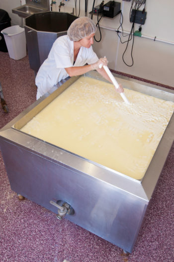 Chapel’s Country Creamery owner Holly Foster in Easton, MD has to constantly stir the milk curd of fresh raw milk so the milk curd does not set until whey has separated from the curd. (USDA photo by Bob Nichols)