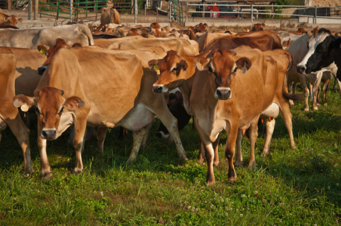 Jersey and Holstein cows of Chapel’s Country Creamery in Easton, MD graze on grass at the farm. The dairy produces artisanal cheeses with high quality fresh raw milk, rich in cream.