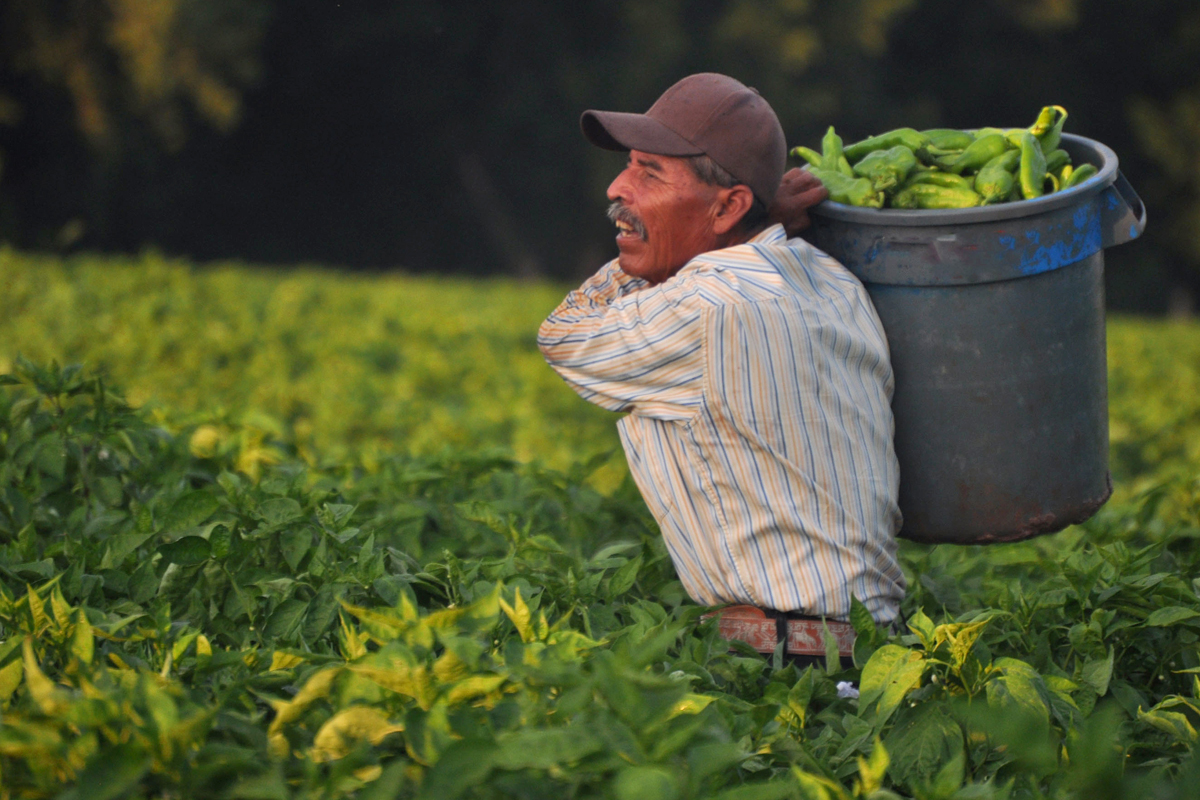 Mexican farmworkers (known as 'chileros') harvesting New Mexico's famed green chile. (Photo credit: Joseph Sorrentino / iStock)